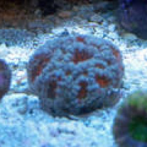 th_Aquarium016_edited