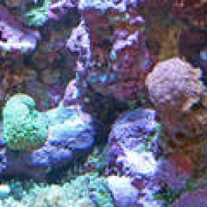 th_Aquarium021_edited