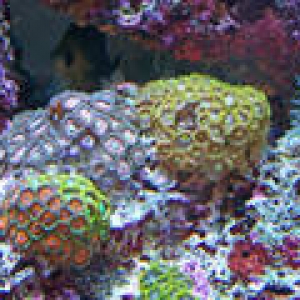 th_Aquarium012_edited