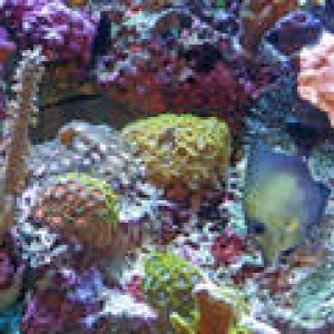 th_Aquarium011_edited