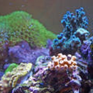 th_Aquarium014_edited