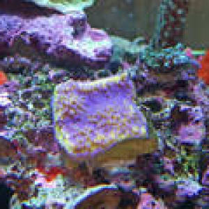 th_Aquarium013_edited