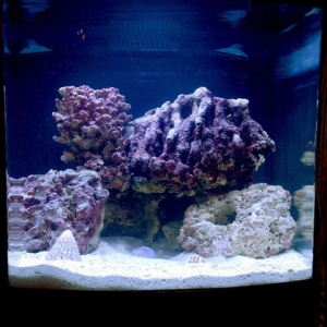 My first fish tank