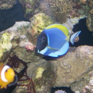 Powder Blue Tang