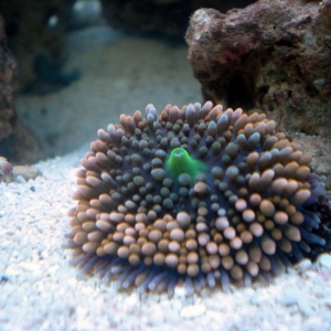 My first coral...