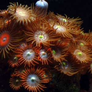 Zoanthids