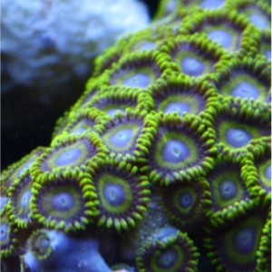 Zoanthids