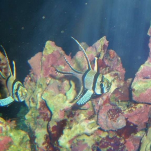 new_aquarium_5
