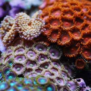 zoa grouping