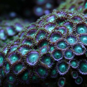 Crazy Zoa's