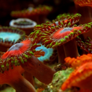 Pretty zoas