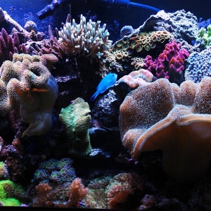 kdan's reef