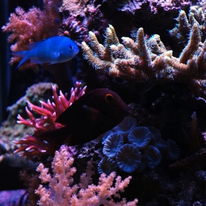 kdan's reef