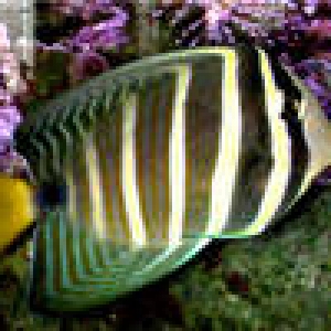 Sailfin Tang veliferum