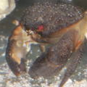 Xanthid red eye reef crab