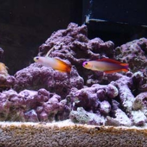 Flame & Purple Firefish