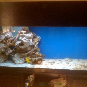 My 150gallon salt water aquarium (fish only for now) haha