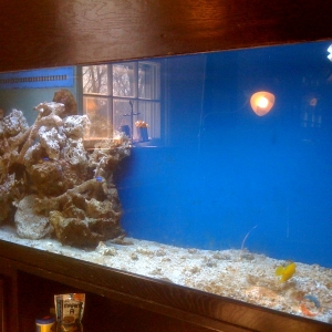 My 150gallon salt water aquarium (fish only for now) haha