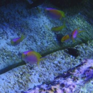 Anthias