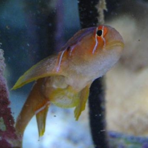 Citron Goby