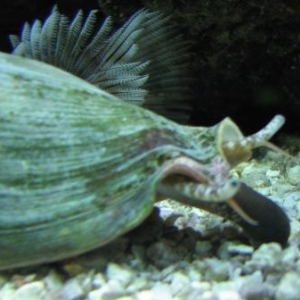 Fighting conch
