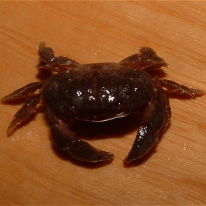 my intruder crab