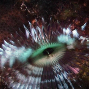 feather_worm
