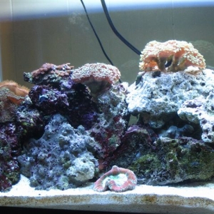 My Reef