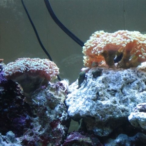 My Reef