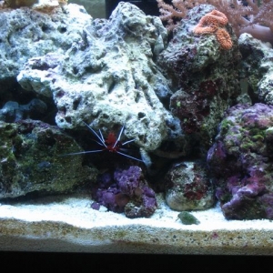 My Reef