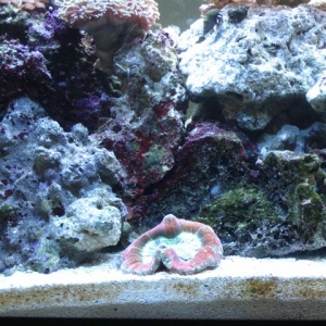 My Reef