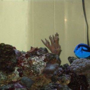 My Reef