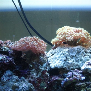 My Reef