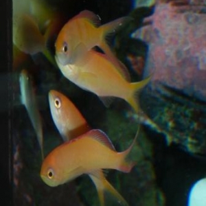 Disbar Anthias