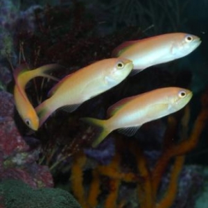 Disbar Anthias 2