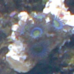 New Zoa frag