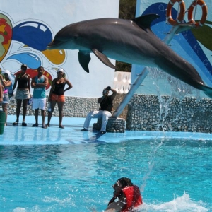 Dolphin craze