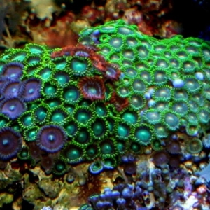 mixed zoas