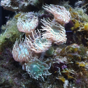 Duncan's coral