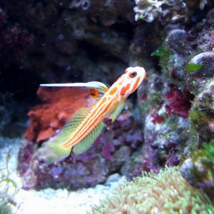 Yasha goby