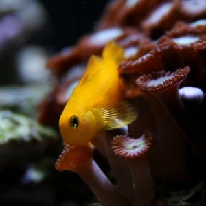 Gizmo the Yellow Clown Goby