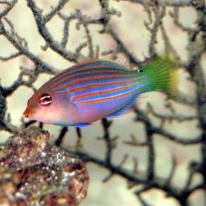 Six_Line_Wrasse_Small_