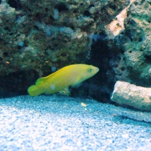 Yellow grouper