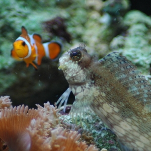 Blenny and friend