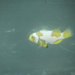 My First Picasso Clownfish