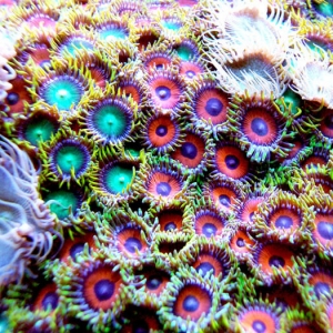 rsz_greenzoanthids_copy