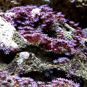 purple Encrusting Anthelia