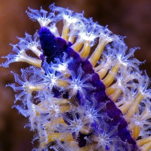 Purple Gorgonia close up