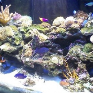 120 gallon reef tank