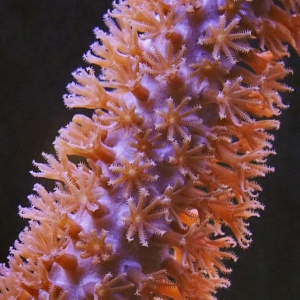 Gorgonian